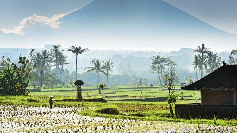 Au pied de la montagne sacrée (le volcan Batur), les rizières, nimbées de lumière, prennent mille et une nuances de vert.